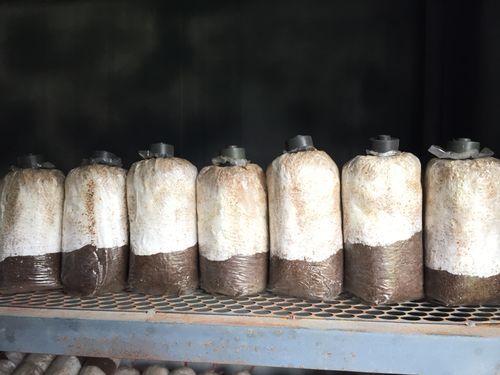 虞城金隆菇业重点推广产品,用我们的专业技术,打造食用菌产业舰队